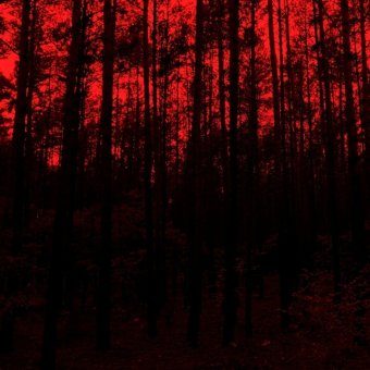 Self-immolation