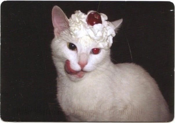 Hello, Kitty!