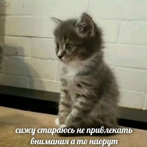 ШЬОУ!