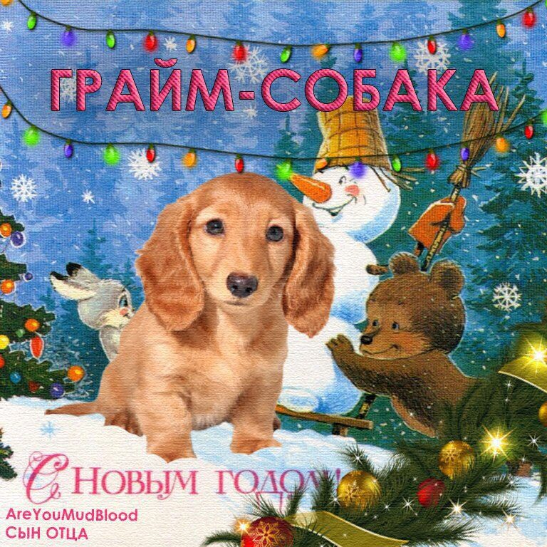 НОВЫЙ ГОД ГРАЙМ-СОБАКИ!